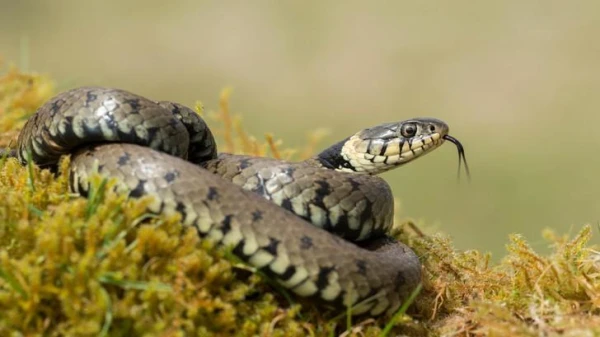 Изображение к статье: Индиец пожаловался на превращающуюся в ядовитую змею жену