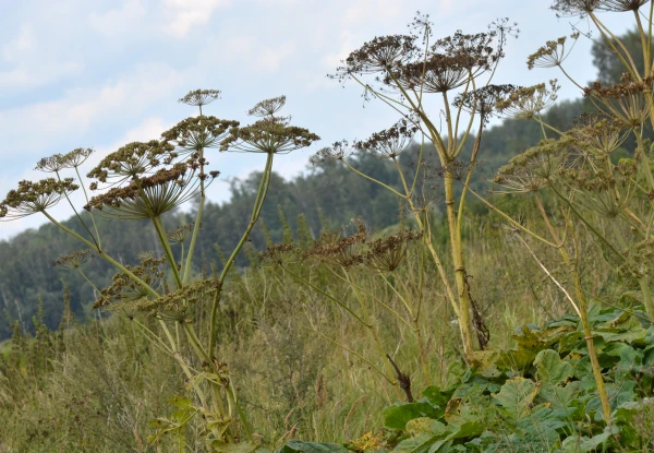 Изображение к статье: Начали штрафовать за борьбу с борщевиком «для галочки»