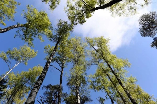 Изображение к статье: Народные приметы на 12 октября — Феофан Милостивый и Кириак Отшельник