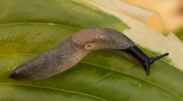 Изображение к статье: Где зимуют слизни и как бороться с ними поздней осенью