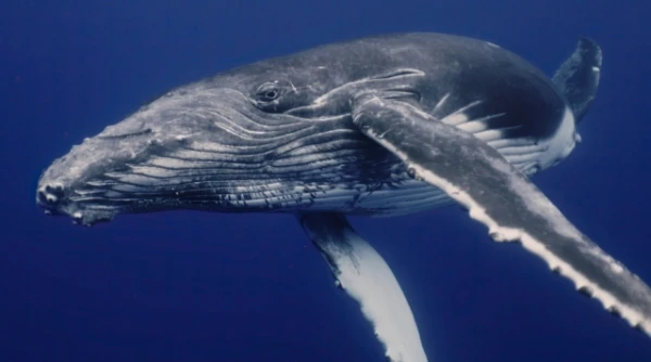 Изображение к статье: У кого из животных самый неприятный запах изо рта