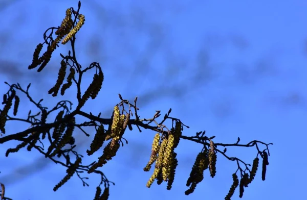 Изображение к статье: Народные приметы на 13 октября — Григорьев день