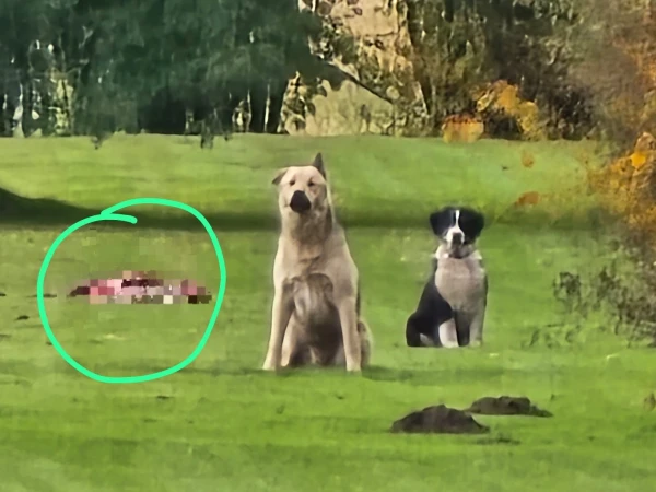 Изображение к статье: Дело о застреленных собаках. Позволяет ли закон наказывать собаку за убитую косулю?