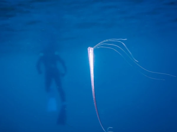 Изображение к статье: Рыбаки поймали сельдяного короля — «предвестника катастроф»