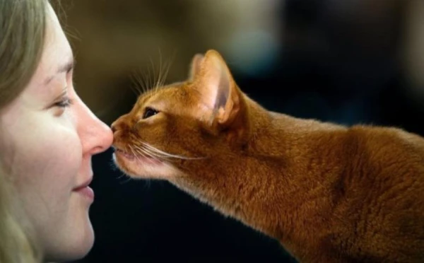 Изображение к статье: Учёные доказали: кошки полезны для здоровья сердца