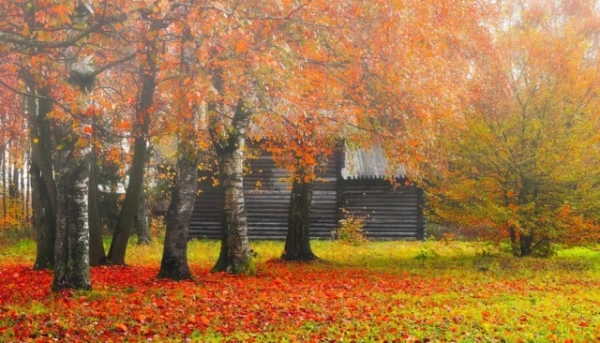 Изображение к статье: Почему сжигать опавшие листья — ошибка, и как их использовать с пользой