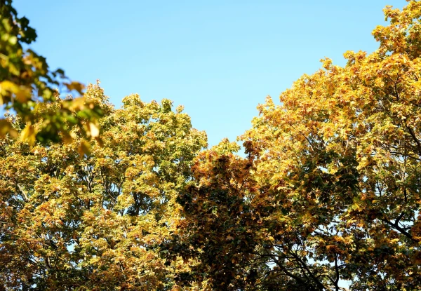 Изображение к статье: Начало октября в Латвии было немного прохладнее и суше нормы