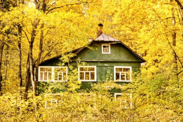 Изображение к статье: Садовод объяснила, почему нельзя оставлять на деревьях скрученные листья