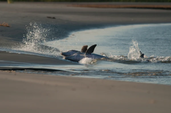 Изображение к статье: У выбросившихся на берег дельфинов обнаружены признаки, напоминающие болезнь Альцгеймера