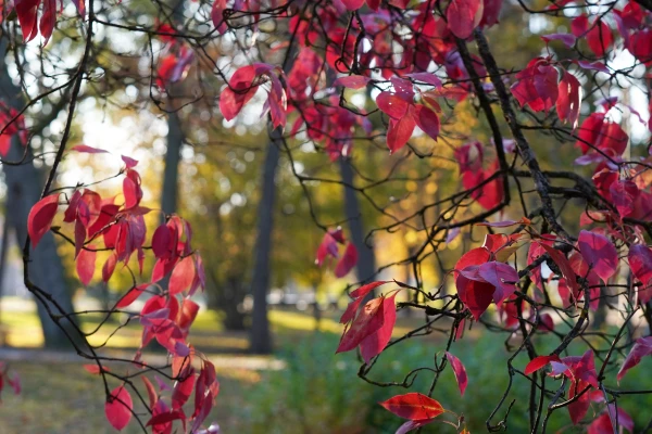 Изображение к статье: В среду местами воздух прогреется до +13 градусов
