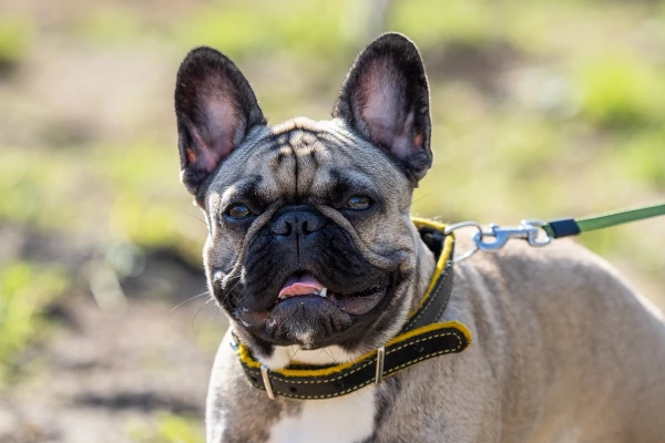 Изображение к статье: Названы породы собак, наиболее подверженные травмам хвоста