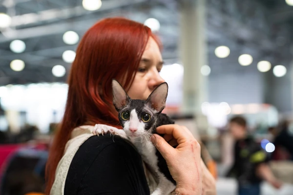 Изображение к статье: Кошки спасают сердца: ученые доказали, что питомцы снижают риск инфаркта