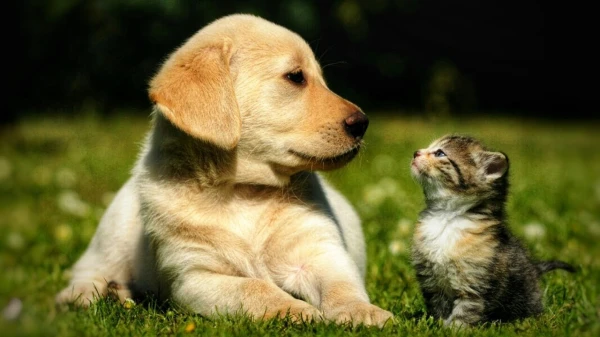 Изображение к статье: Почему ваш питомец кашляет: простые причины, о которых стоит знать