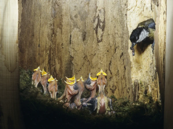 Изображение к статье: Почему молодые птицы учатся выживанию у братьев и сестёр, а не у родителей?