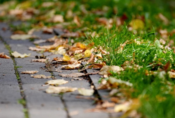 Изображение к статье: В четверг в большинстве районов Латвии ожидается дождь