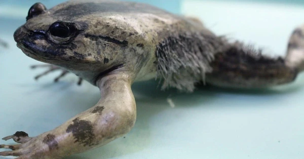 Изображение к статье: Пушистое земноводное существо.