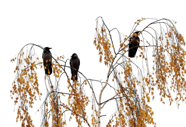 Изображение к статье: Этот сериал уже надоел: прогноз погоды на пятницу