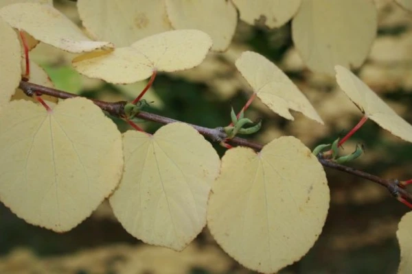 Изображение к статье: В арборетуме в Калснаве начал пахнуть гость из Японии. Запах - как у сахарной ваты