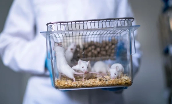 Изображение к статье: Как ученые продлили жизнь старым мышам на 73%?