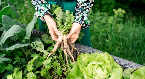 Изображение к статье: Когда выкапывать хрен и как его хранить?