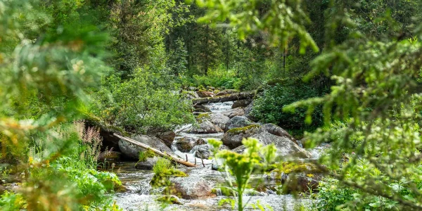 Изображение к статье: Женщина отправилась в поход в заповедник в Европе, пропала без вести и не выжила