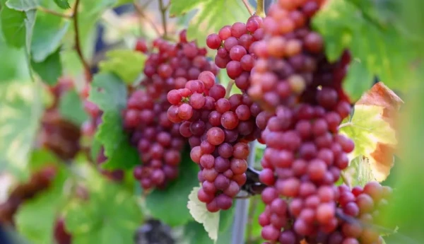 Изображение к статье: Розовый шардоне официально стал восьмым разрешенным сортом для игристого вина.