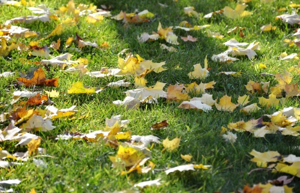 Изображение к статье: Народные приметы на 18 октября — Харитины — первые холстины