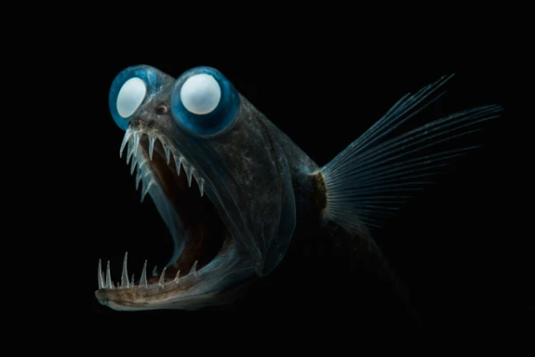Изображение к статье: Рыба гигантура: глубоководный фрик, который умеет шокировать