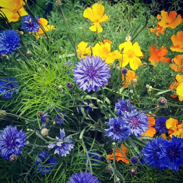 Изображение к статье: Посейте эти цветы сейчас: весной они зацветут на 2 недели раньше