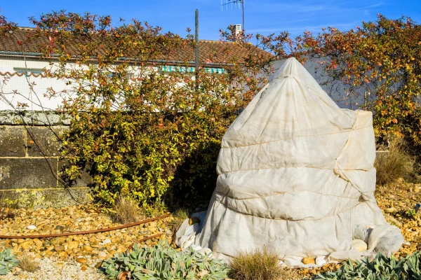 Изображение к статье: 3 ошибки укрытия растений на зиму, которые могут стоить им жизни