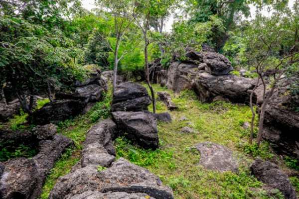 Изображение к статье: В Таиланде нашли паука, который наполовину самец и наполовину самка