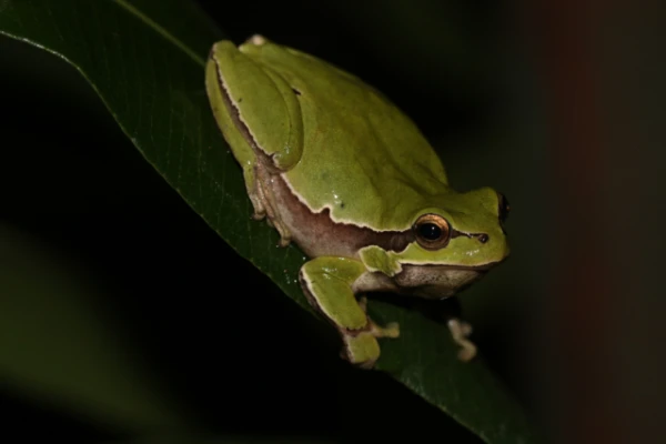 Изображение к статье: Лягушки потемнели, чтобы выжить в Чернобыле. Правда ли это?