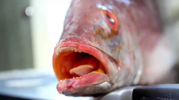 Изображение к статье: Есть ли у рыб язык?