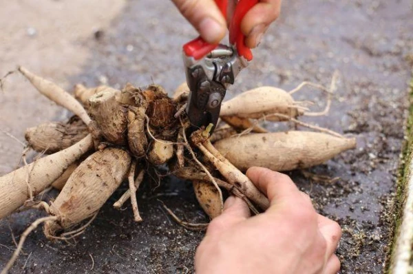 Изображение к статье: Как убирать и хранить клубни георгинов?