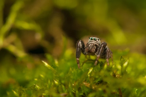 Изображение к статье: Учёные убеждены, что пауки видят сны