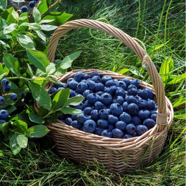 Изображение к статье: Почему стоит есть больше черники и капусты: суперсила фиолетовых продуктов