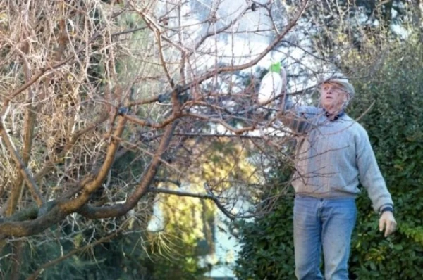 Изображение к статье: Надо ли осенью проводить обработку сада железным купоросом?