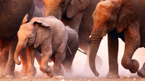 Изображение к статье: Правда ли, что слоны боятся мышей?