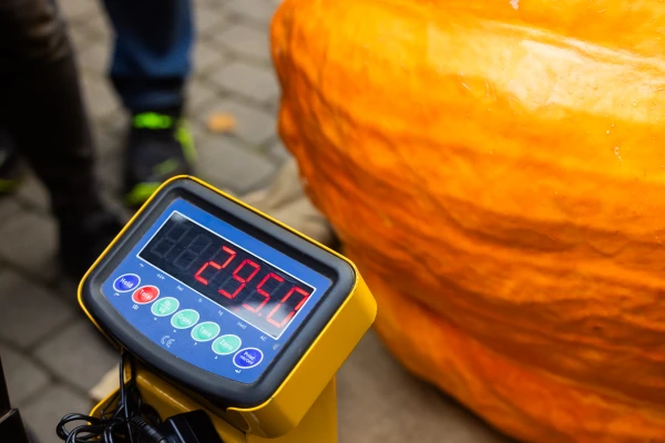 Изображение к статье: В Латвии выбрана самая большая тыква – ею можно накормить полторы тысячи человек