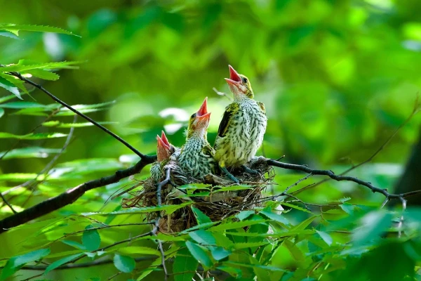 Изображение к статье: В этом году в Эстонии во время гнездования погибло около 120 000 птенцов