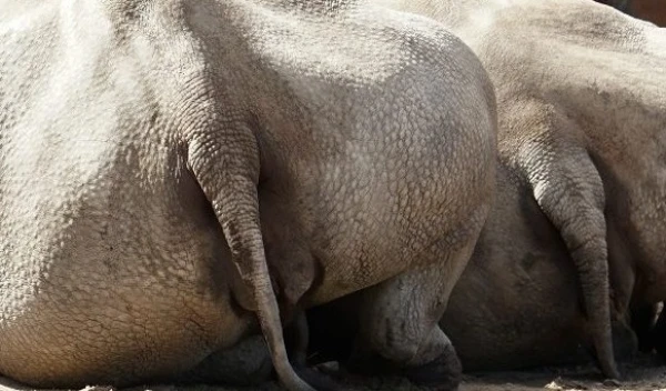 Изображение к статье: В Таллиннском зоопарке производят самый экзотический в Эстонии навоз