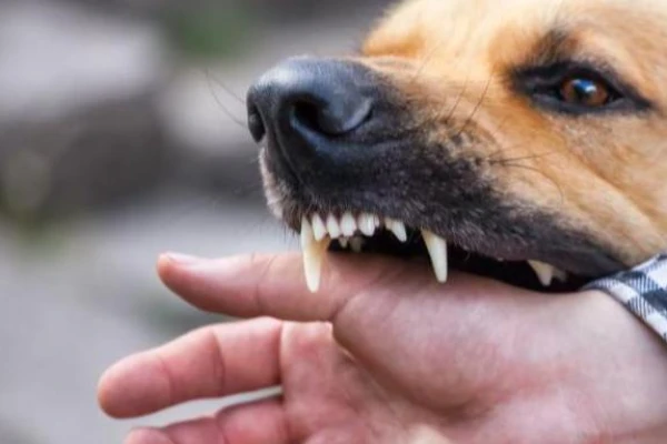 Изображение к статье: Расстрел собак под Бауской: политолог нащупал  нить насилия