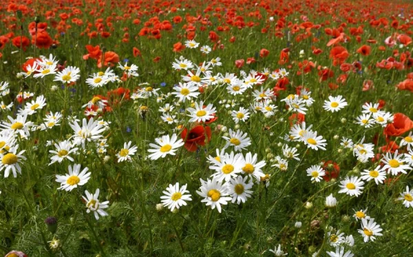 Изображение к статье: Ученые назвали растение, которое действует как обезболивающее