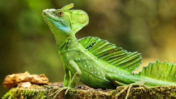 Изображение к статье: Почему рептилиям в скором будущем потребуется особая защита?