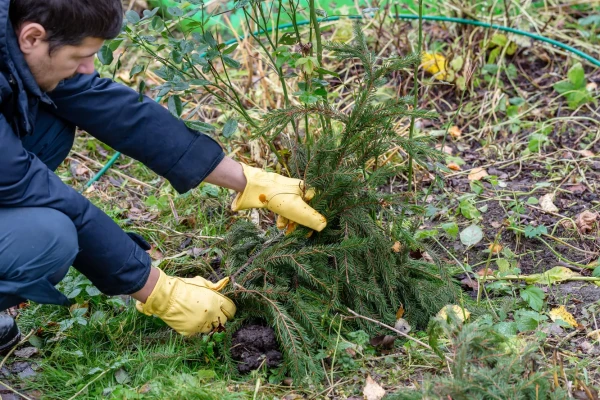 Изображение к статье: Не лапником единым: 4 варианта укрытия для растений, которые ничем не хуже