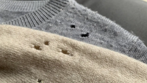 Изображение к статье: Как избавиться от моли и зачем ей свитер