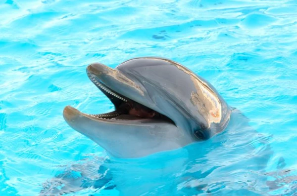 Изображение к статье: Правда ли, что дельфины совсем не пьют воду?