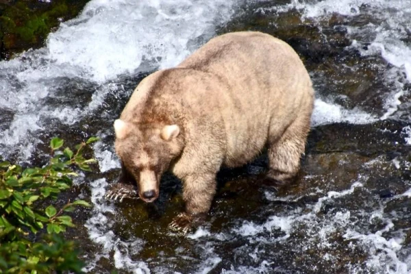 Изображение к статье: 5 самых неожиданных фактов о белом медведе