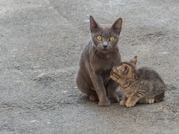 Изображение к статье: Узнают ли кошки своих повзрослевших котят?