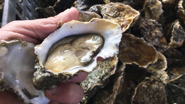 Изображение к статье: Морские гады поднимают половое влечение граждан Пятой Республики.